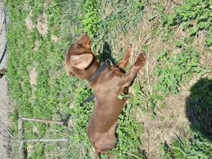 Teckel ciocolatiu  - imagine 3