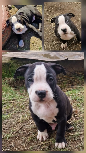 Cățeluși Amstaff  - imagine 4