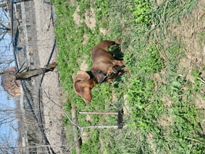 Teckel ciocolatiu  - imagine 4