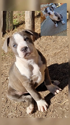 Cățeluși Amstaff  - imagine 3