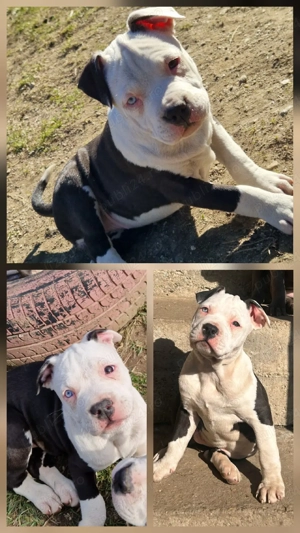 Cățeluși Amstaff  - imagine 2