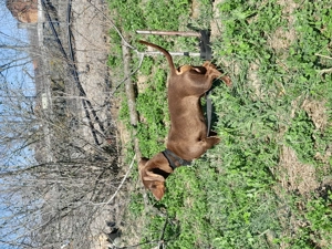 Teckel ciocolatiu  - imagine 2