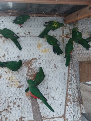 Papagal Rege - imagine 5