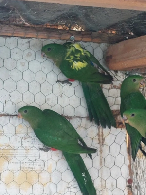 Papagal Rege - imagine 3