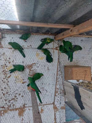 Papagal Rege - imagine 4