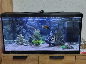 Vand acvariu diversa 