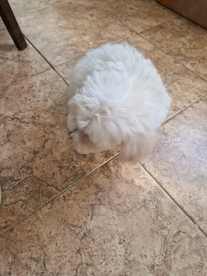 Băiețel Bichon maltez  - imagine 3