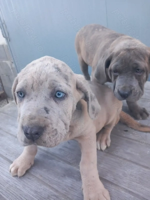 Căței American Bully XXL  - imagine 3