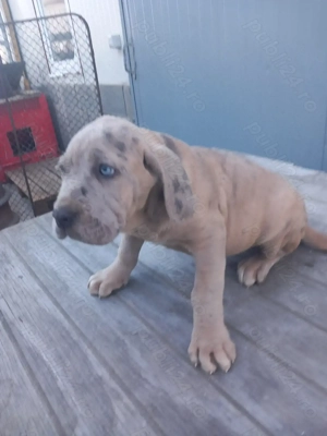 Căței American Bully XXL  - imagine 4