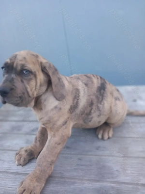 Căței American Bully XXL  - imagine 5