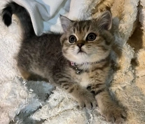 Siberiana de Padure  - imagine 2