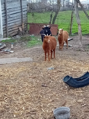 capre de vinzare - imagine 3