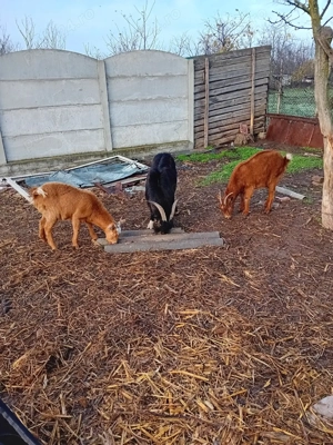 capre de vinzare - imagine 4