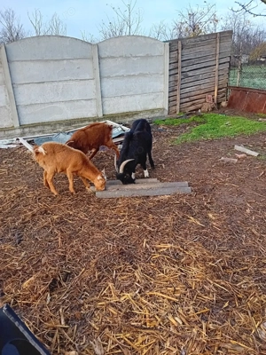 capre de vinzare - imagine 2