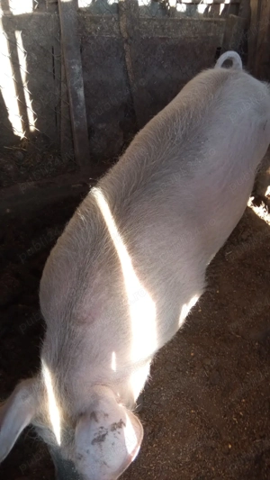 purcea de vânzare  - imagine 4