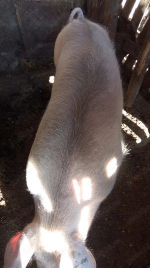 purcea de vânzare  - imagine 2