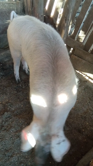 purcea de vânzare  - imagine 3