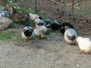 Vând rațe din primăvara 2025 - imagine 2