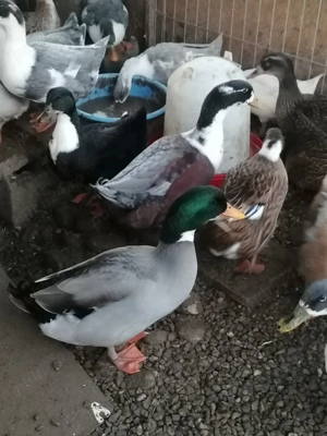 Vând rațe din primăvara 2025