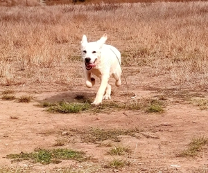 Donez Labrador Retriever  - imagine 5