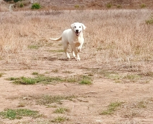 Donez Labrador Retriever  - imagine 4