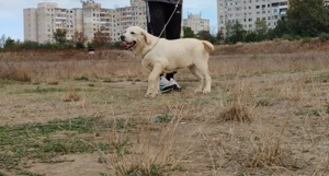 Donez Labrador Retriever  - imagine 2