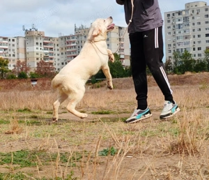 Donez Labrador Retriever  - imagine 3