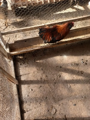 cocoși de vânzare  - imagine 4