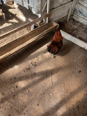 cocoși de vânzare  - imagine 2