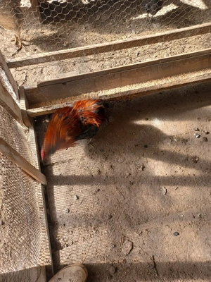 cocoși de vânzare  - imagine 3