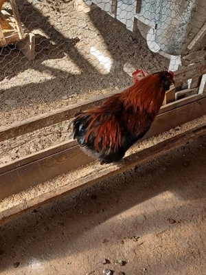 cocoși de vânzare  - imagine 5