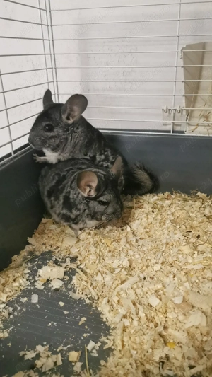 chinchile  - imagine 3