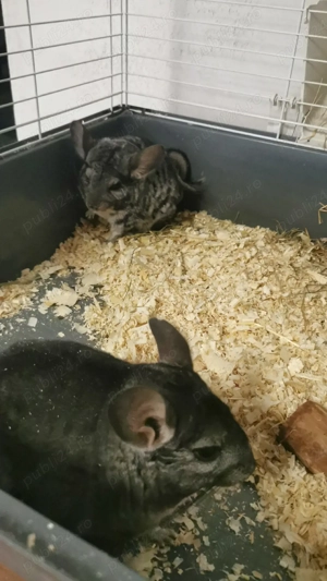 chinchile  - imagine 2