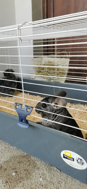 chinchile  - imagine 5