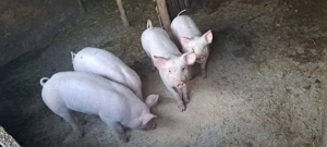 Devanzare purcei de 9 saptaman  - imagine 4