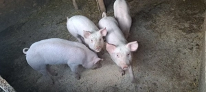 Devanzare purcei de 9 saptaman  - imagine 2