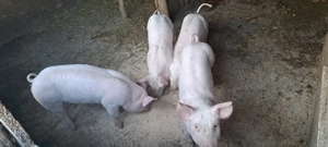 Devanzare purcei de 9 saptaman  - imagine 5