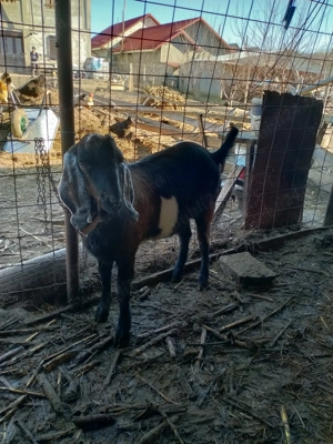 Țap anglo nubian bun de prăsilă - imagine 4