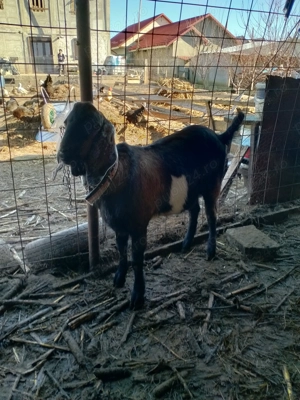 Țap anglo nubian bun de prăsilă - imagine 3