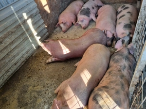 De vânzarea în carcasă!