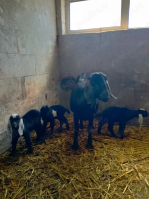 Ieduți AngloNubian de 8 săptămâni. - imagine 5