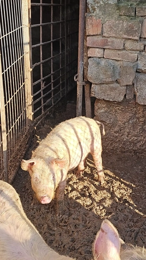 Porci landrace