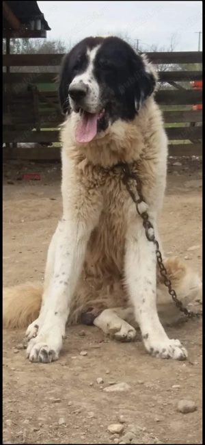 Ciobănesc de Bucovina - imagine 3