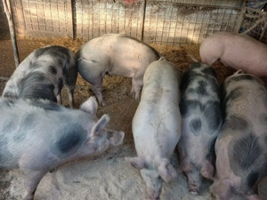 Porci de Vanzare  - imagine 4