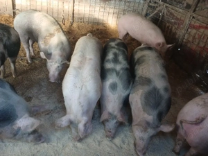 Porci de Vanzare  - imagine 2