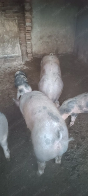 vand  soldani - imagine 3