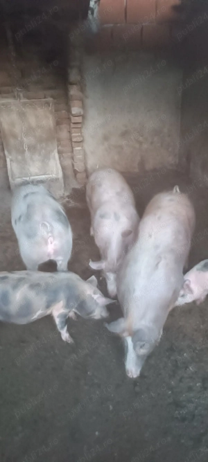 vand  soldani - imagine 2