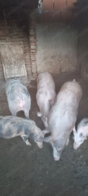 vand  soldani - imagine 4