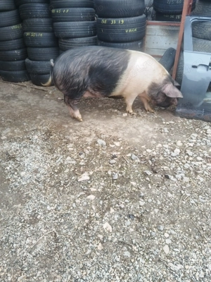 Scroaf  de vînzare - imagine 2