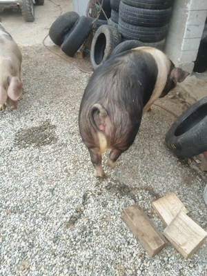 Scroaf  de vînzare - imagine 3